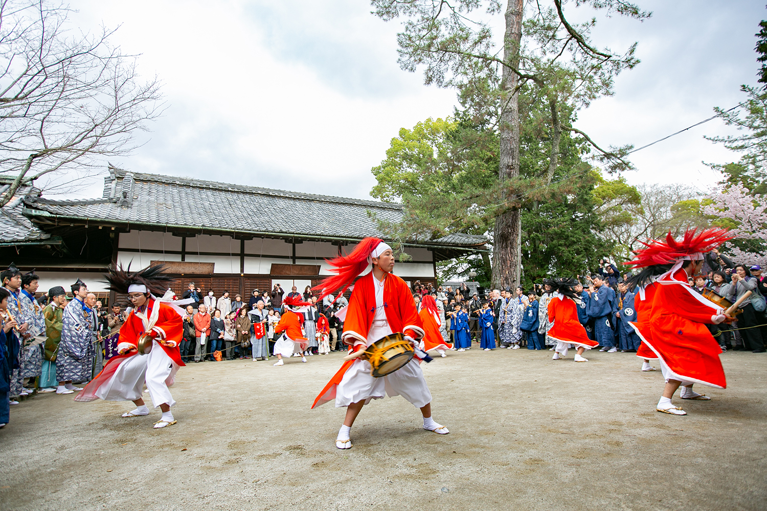 京都三大奇祭とは？いつ開催？やすらい花、火祭、牛祭って一体どんな 