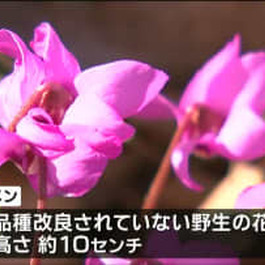 「花が小さく可愛い」珍しい“原種シクラメン”見ごろ　宮城・川崎町