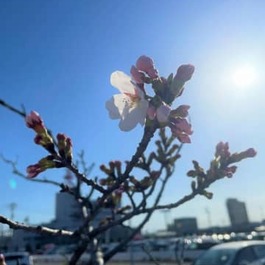 福井市で桜開花宣言　季節外れの陽気…平年より10日早い“春”きた　福井県内4地点で3月の観測史上最高