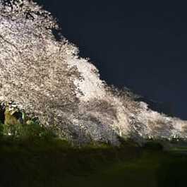 秦野で夜桜楽しんで　水無川のソメイヨシノをライトアップ　4月9日まで