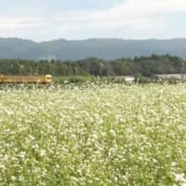 真っ白なソバの花が見頃　背景には鈴鹿山脈沿いに走る黄色い三岐鉄道　　三重・いなべ市