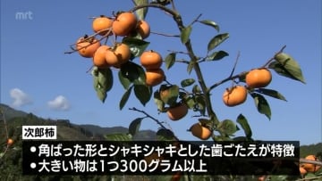 延岡市北方町で特産の次郎柿の収穫が始まる｜オマツリジャパン｜あなた ...