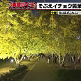 輝きを増したイチョウの木が幻想的な姿　イチョウ並木のライトアップ　稲沢市祖父江町