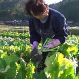 伝統野菜「山内かぶら」の収穫が最盛期　　煮崩せず風味よし【福井】