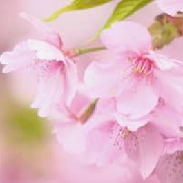 早咲きの桜「河津桜」が見ごろ　広島・呉市