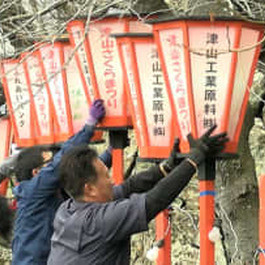 約1000本の桜が咲き誇る「津山さくらまつり」に向け “ぼんぼり” の取り付け　浮かび上がる夜...