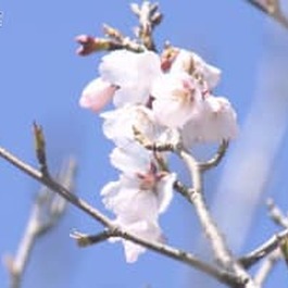         【桜まつり】ソメイヨシノなど500本の桜　露店も数多く出店　4月初めごろ満開か...