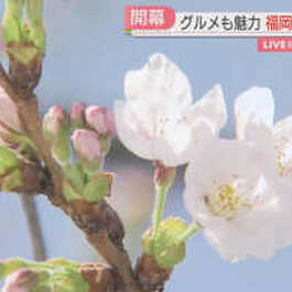         福岡でようやく桜が開花　福岡城さくらまつりの会場から中継　過去最多の100以上...