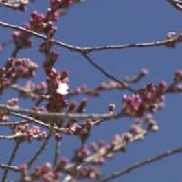 春が来た!　東北の春告げ桜「戸津辺の桜」　例年より一週間遅く開花＜福島・矢祭町＞