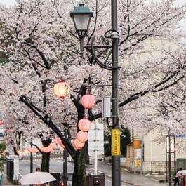 催し豊富な桜まつり ４月７日、聖蹟桜ヶ丘駅周辺　多摩市