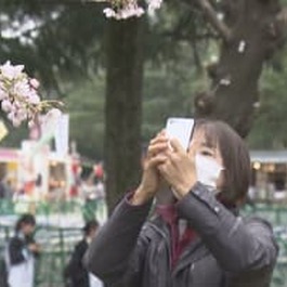 平年より4日遅く…名古屋でソメイヨシノの開花発表 鶴舞公園の花見客からは「もっと咲いてるかと…...