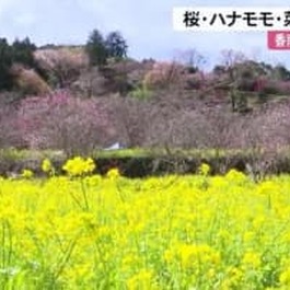 【高知】「かわいい感じになりました」香南市香我美町《西川花公園》で菜の花・ハナモモが満開