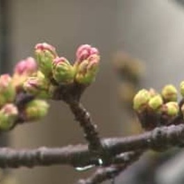 天気回復し気温は20度前後に…富山市の桜の名所・松川べり“つぼみ膨らみ”ピンク色に染まる