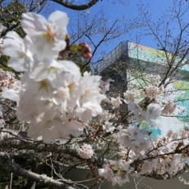 山口県内で桜が開花、昨年より7日遅く