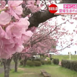         愛媛生まれの“陽光桜”に…牧場スイーツを味わいながら！県内で楽しめるサクラの名...