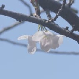 【速報】東京の桜ようやく開花発表　2013年以降で最も遅い