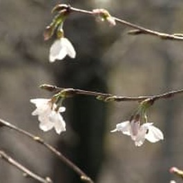 【速報】東京で桜開花　11輪咲いていることを確認　平年より5日遅く