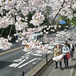 【速報】いよいよ春本番、京都でソメイヨシノ開花　近畿で一番乗り、平年より3日遅く