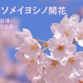 【東京で桜開花】去年より15日遅く　過去10年で最も遅い開花　なぜ遅くなった？