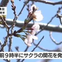 桜の開花を発表　平年より３日遅く　鹿児島地方気象台発表