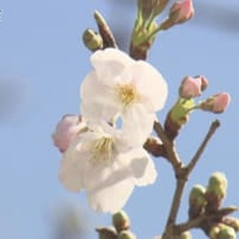         【速報】鳥取で桜の開花発表　ソメイヨシノの標本木で5輪の花の開花を確認　鳥取県...