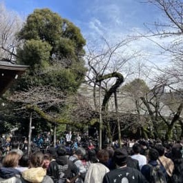 東京の桜　2012年以来の遅咲き　ようやく開花発表　平年より5日遅い春の便り