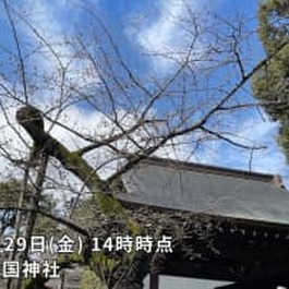 【東京で桜開花発表】満開は早く来週中頃にはお花見のピークに！開花が遅くなった原因とは