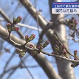 上越市で観桜会開幕 でも開花は足踏み…気温上昇に期待【新潟】