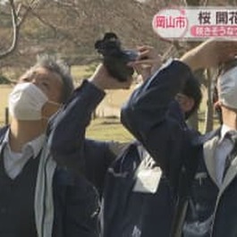 咲きそうなつぼみもあるものの…岡山では桜開花とはならず