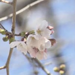         京都で桜の開花発表　二条城で平年より3日遅い開花　29日の最高気温22.7℃　...