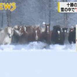 迫力の疾走、安産の願いこめて　春出産予定の馬が雪中を走る　北海道・音更の牧場