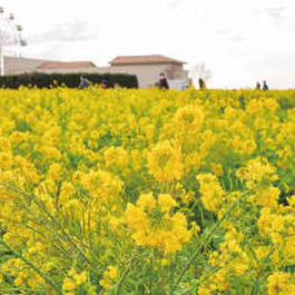 春告げる黄色の絨毯 ソレイユの丘で菜の花10万本　横須賀市