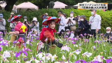 館林でハナショウブ見ごろに 花摘み娘 4人が花がら摘みの実演 群馬県 オマツリジャパン あなたと祭りをつなげるメディア