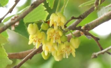 明源寺に愛らしい黄色の花 甘い香りの菩提樹が満開 オマツリジャパン あなたと祭りをつなげるメディア