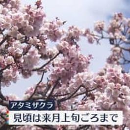 熱海に春到来　早咲きの「アタミザクラ」が見頃に　静岡県