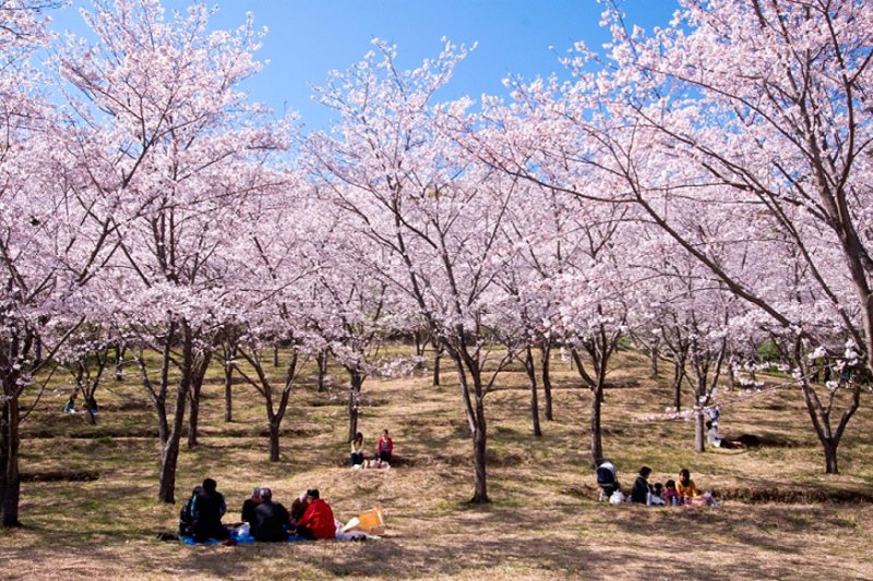 第25回日南市花立公園さくらまつり