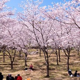 第25回日南市花立公園さくらまつり