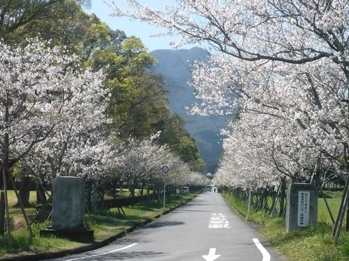 まきばの桜まつり