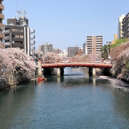 大岡川 桜まつり