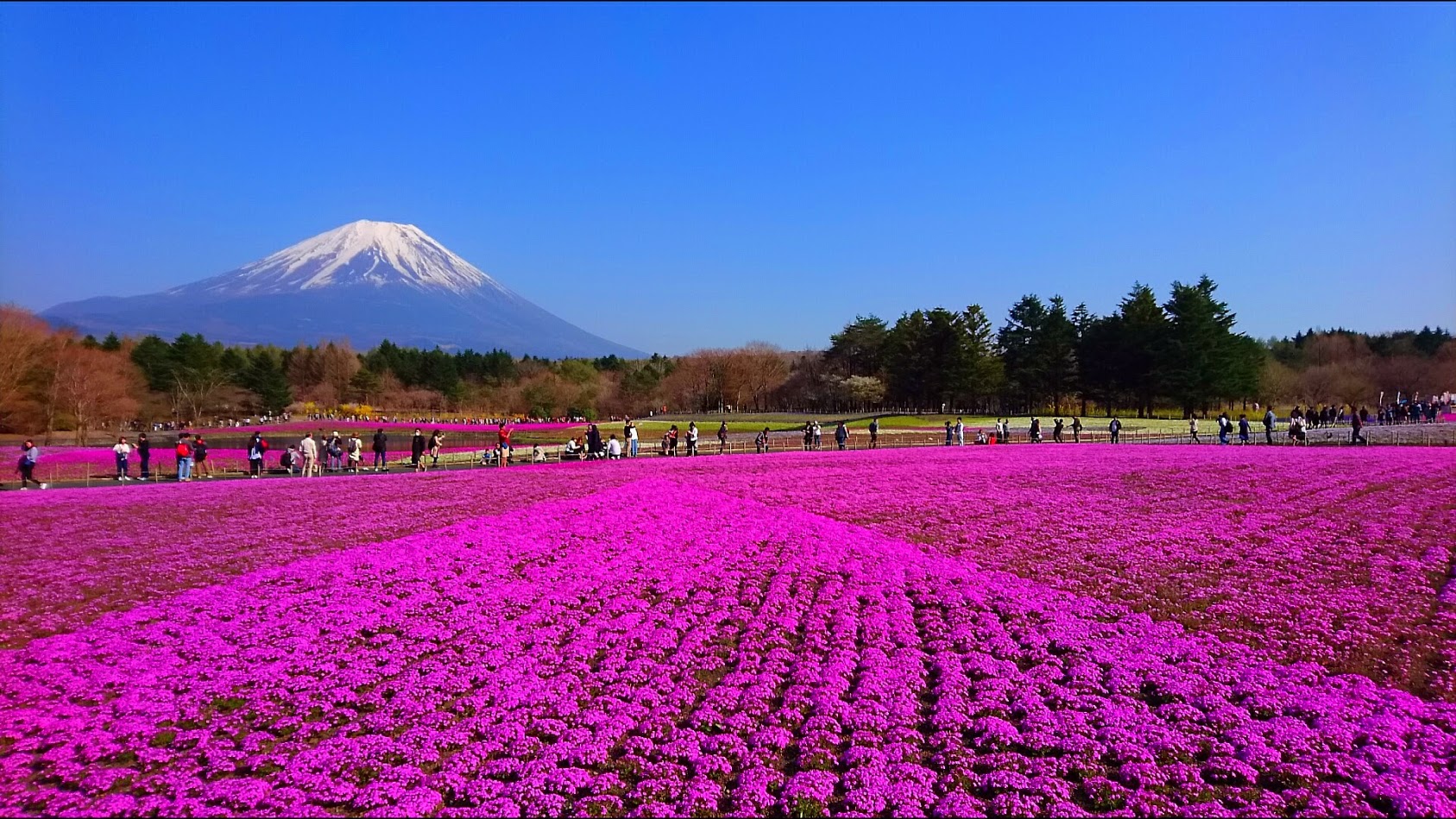 富士芝桜まつり