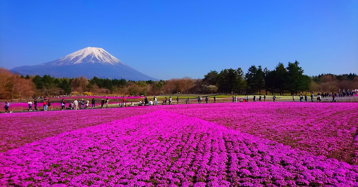 富士芝桜まつり 年イベント開催中止 5月7日より 山梨県 在住の方に限定 して営業 要hp確認 開催日時 場所 祭り行く方法や見どころを紹介 オマツリジャパン 毎日 祭日