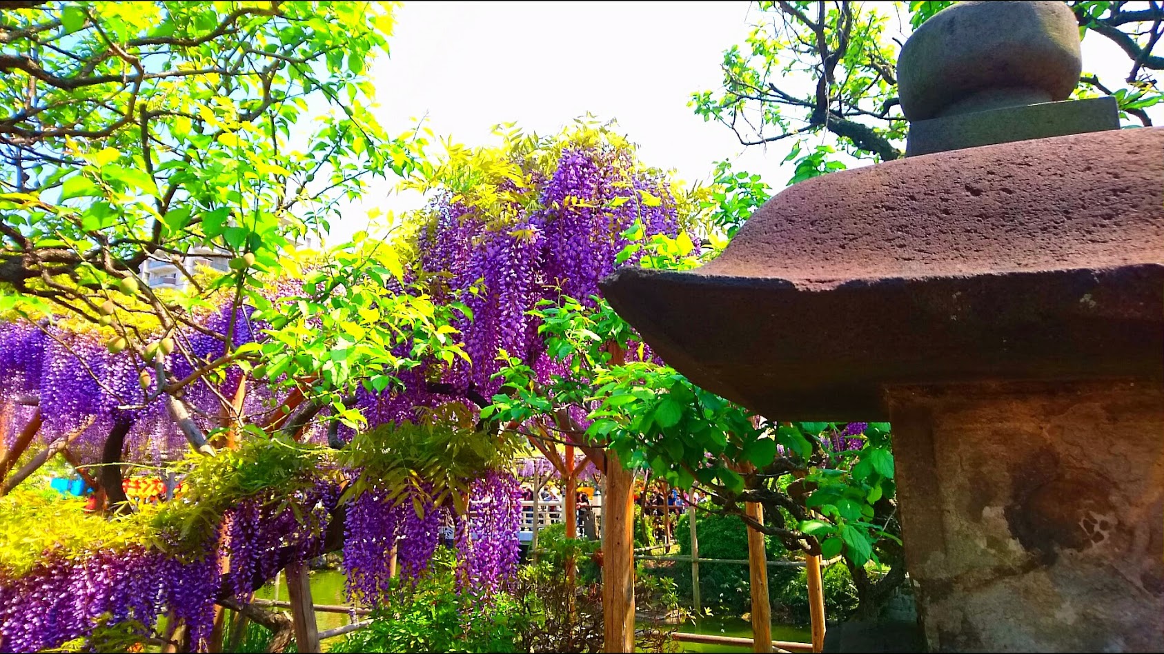 亀戸天神社 藤まつり