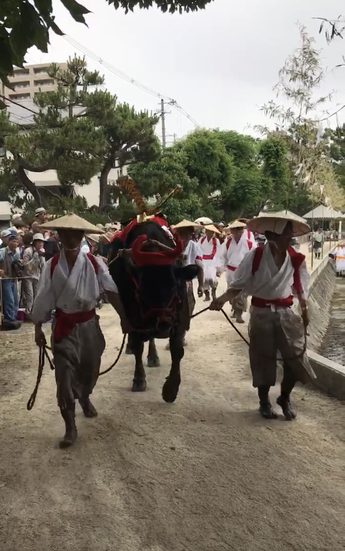 住吉大社御田植神事の写真 オマツリジャパン 毎日 祭日