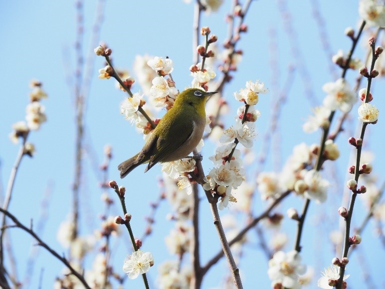 京王百草園「梅まつり」