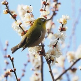 京王百草園「梅まつり」