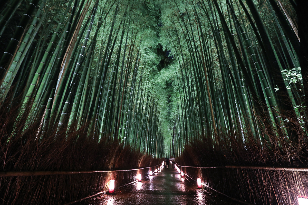 京都嵐山花灯路 21年度 要hp確認 の写真 オマツリジャパン あなたと祭りをつなげるメディア