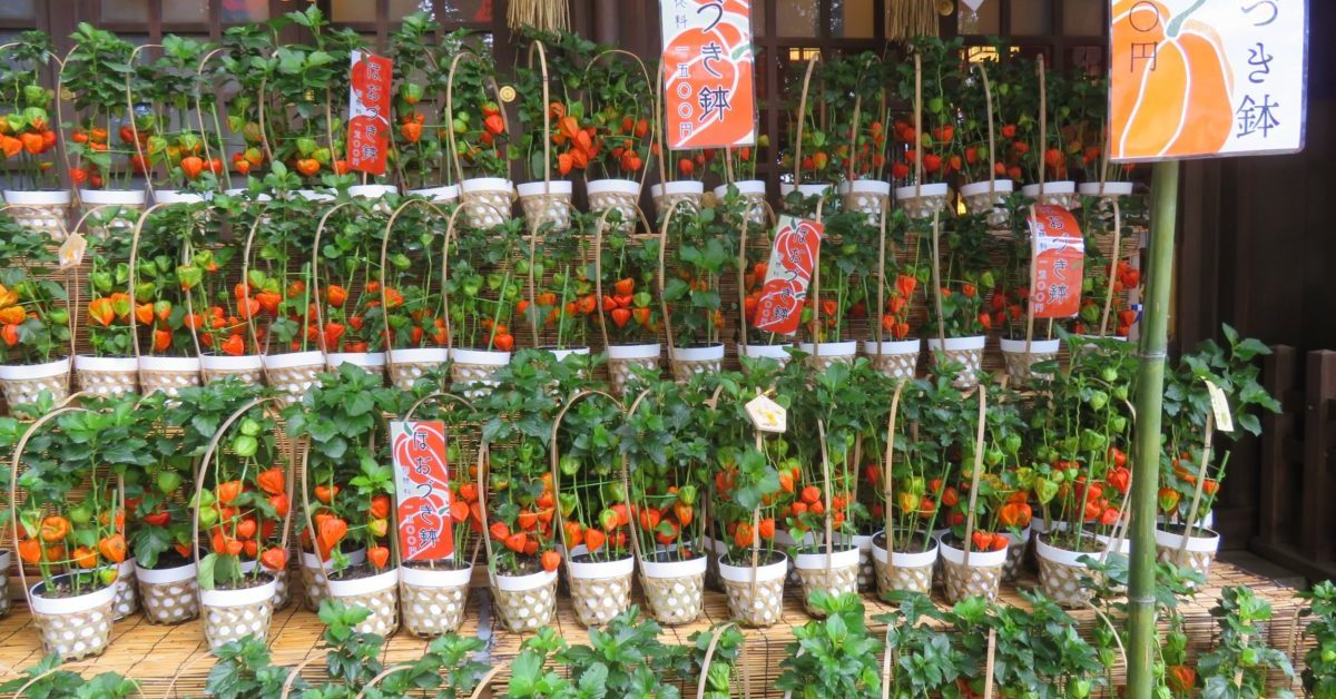 祭礼ほおづき市 21年分散開催 要hp確認 開催日時 場所 祭り行く方法や見どころを紹介 オマツリジャパン 毎日 祭日