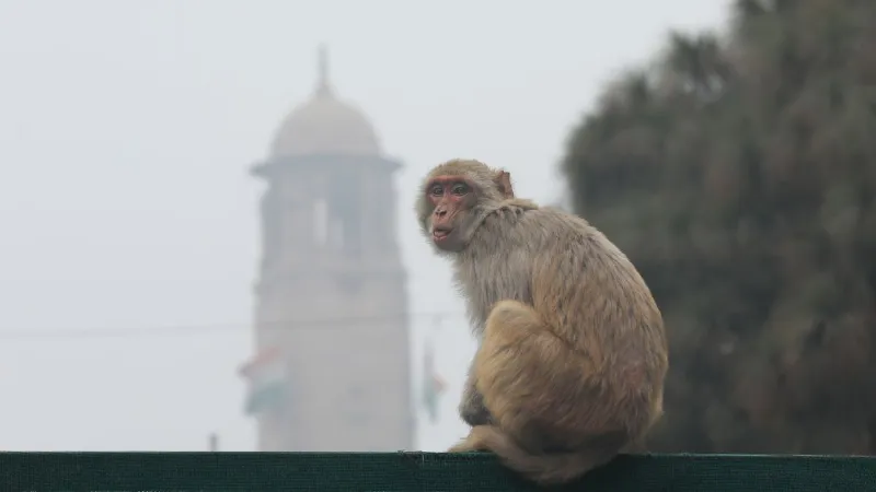 Weather: नए साल पर शीतलहर के साथ बारिश का अलर्ट, ठिठुर गई दिल्ली! जानें आपके यहां कैसा रहेगा मौसम?