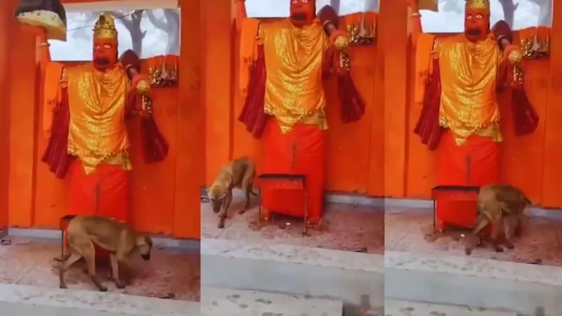 अजब-गजब! बिजनौर में 72 घंटे से कुत्ता कर रहा बजरंगबली की परिक्रमा, वजह जानकर आप भी करेंगे ताज्जुब