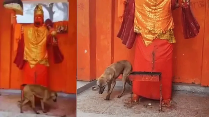 The truth about the dog that circled the idol of God for two days